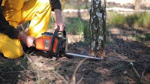 Best Arborist Consultation Services  in Windsor, IL
