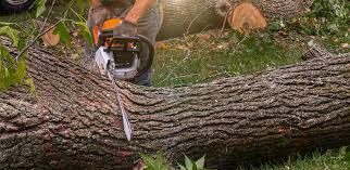 Best Firewood Processing and Delivery  in Windsor, IL