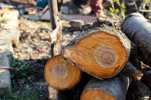 Best Tree Preservation Services  in Windsor, IL