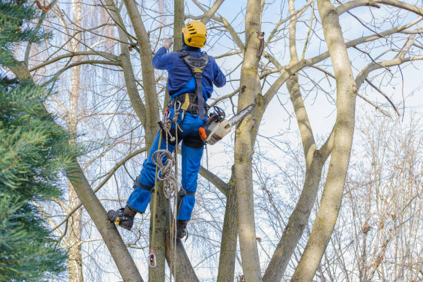 Best Soil Testing and Treatment  in Windsor, IL