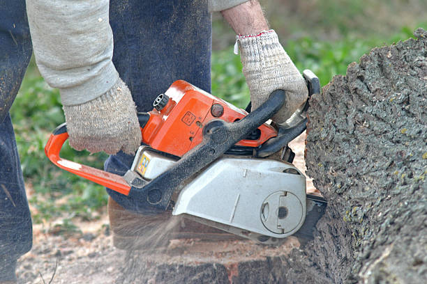 Best Tree Health Inspection  in Windsor, IL