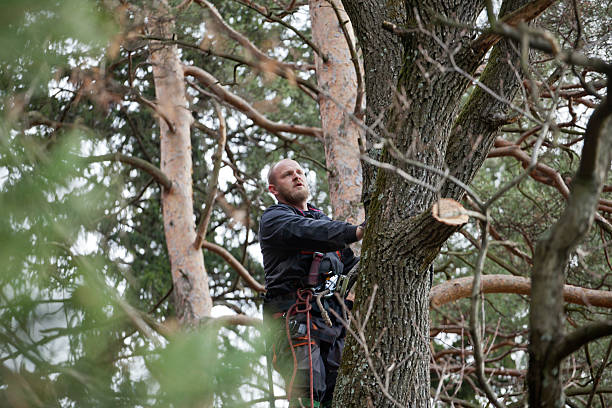 Best Tree Cabling and Bracing  in Windsor, IL