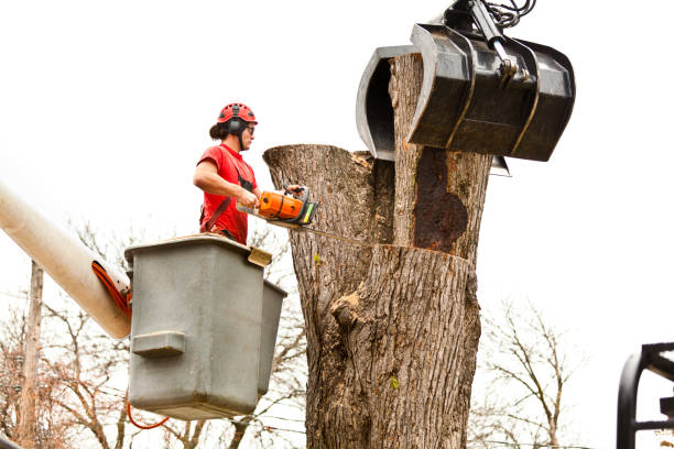 How Our Tree Care Process Works  in  Windsor, IL