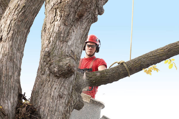 Windsor, IL Tree Care Company